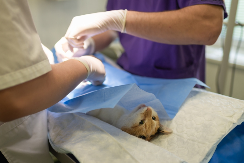 veterinaire-ENTRAUNES-min_health-4385852